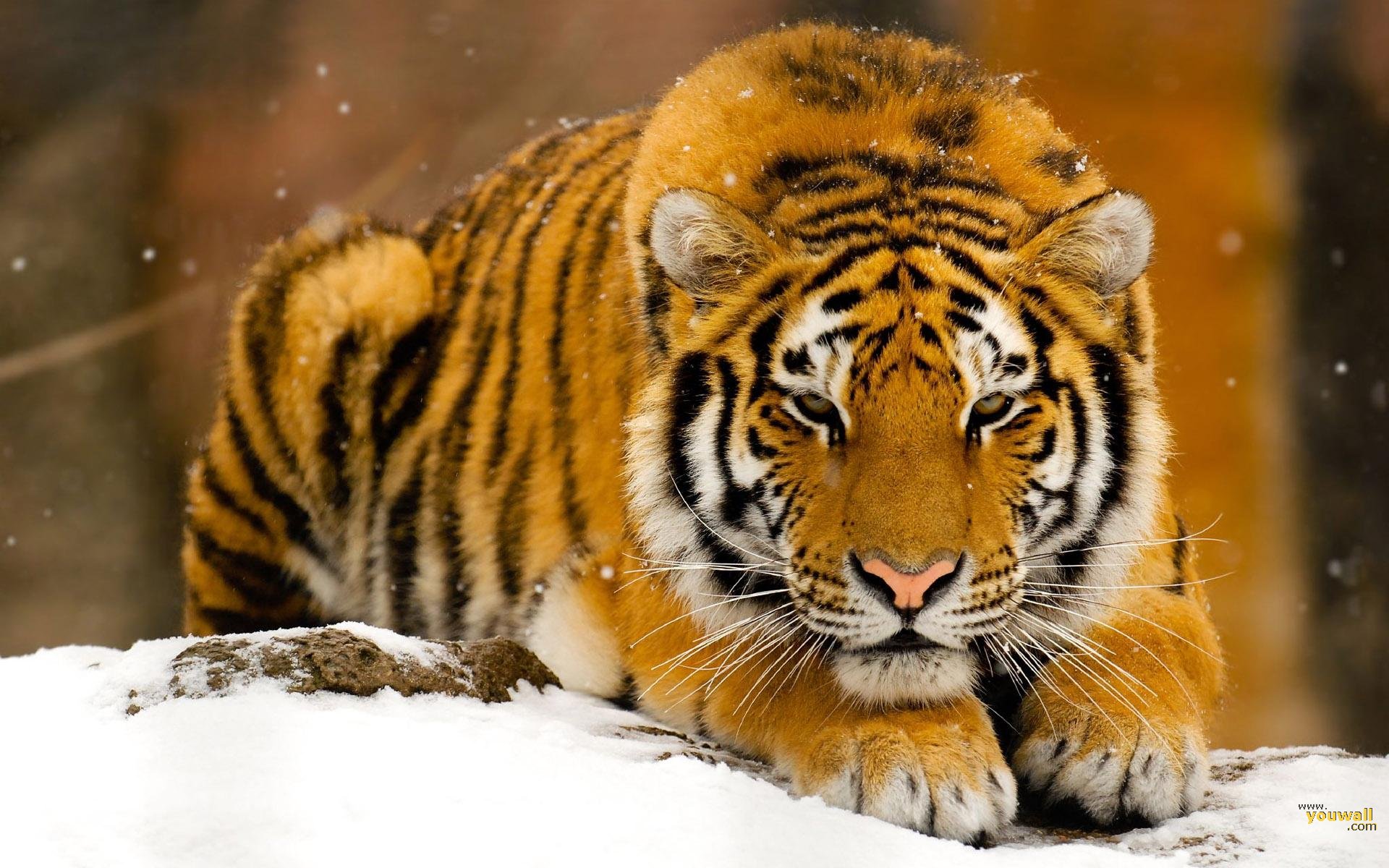 Wild Tiger Wallpaper