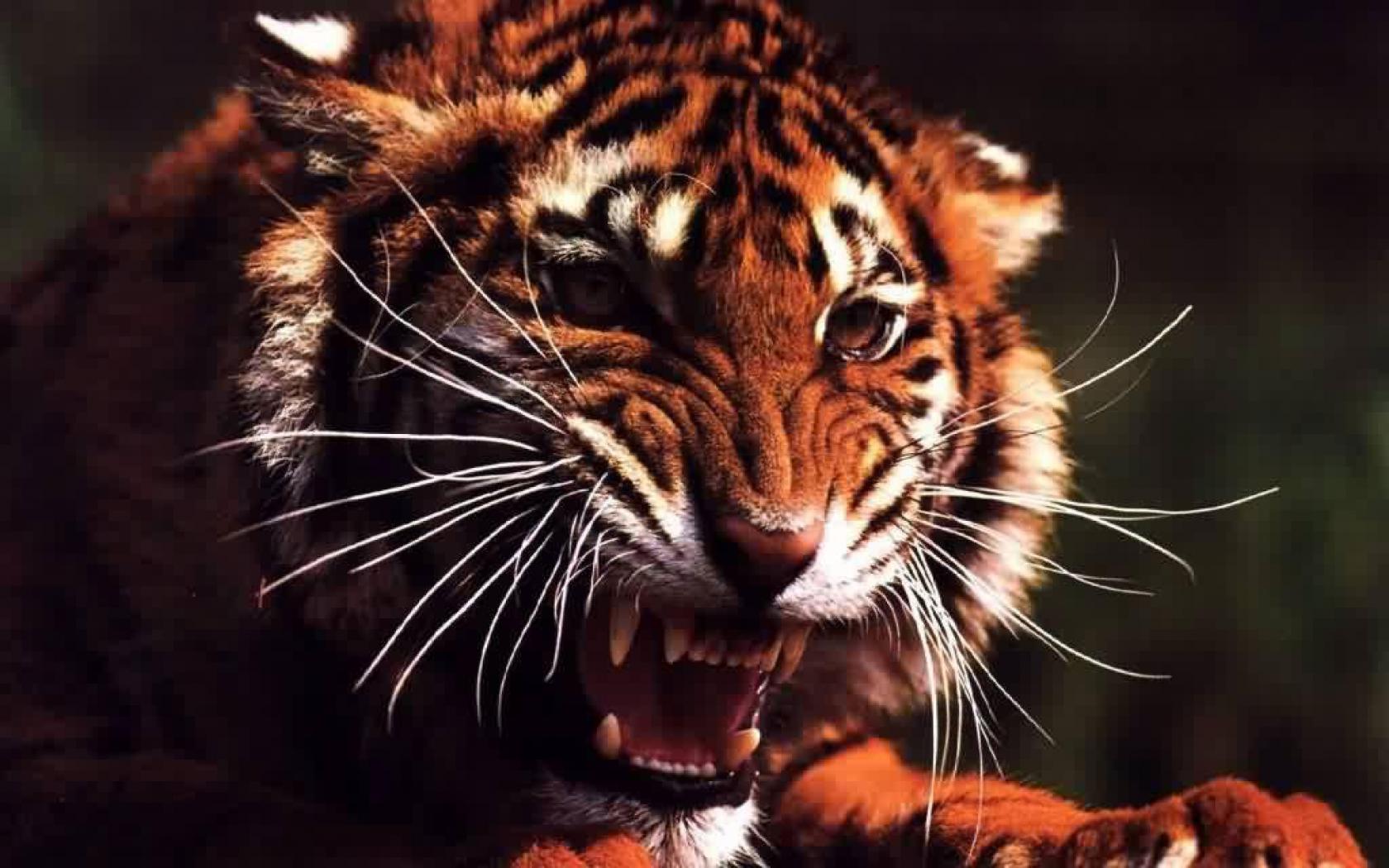ANGRY WILD TIGER WALLPAPER - - HD Wallpapers