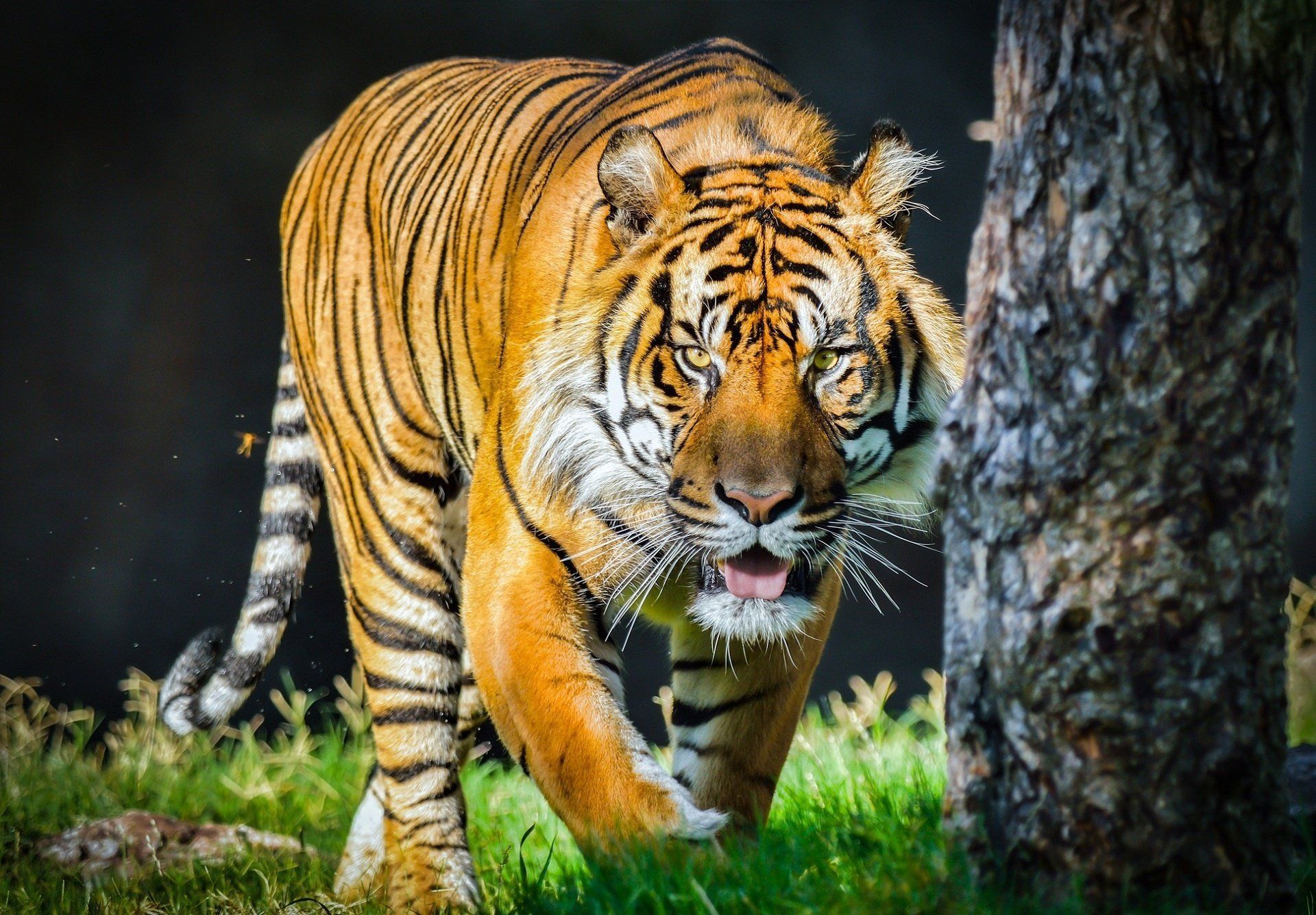 Orange tiger wild cat predator face tongue wallpaper 1920x1335