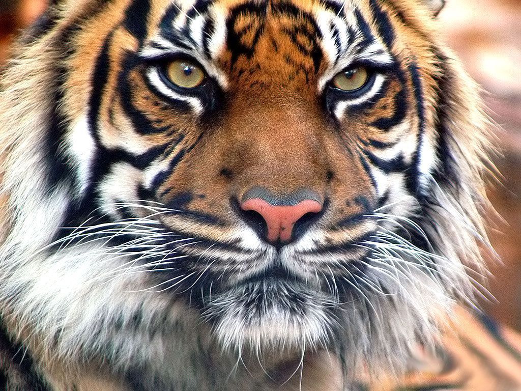 Tigers Wallpaper - Wild Tiger Animal Wallpapers Gallery