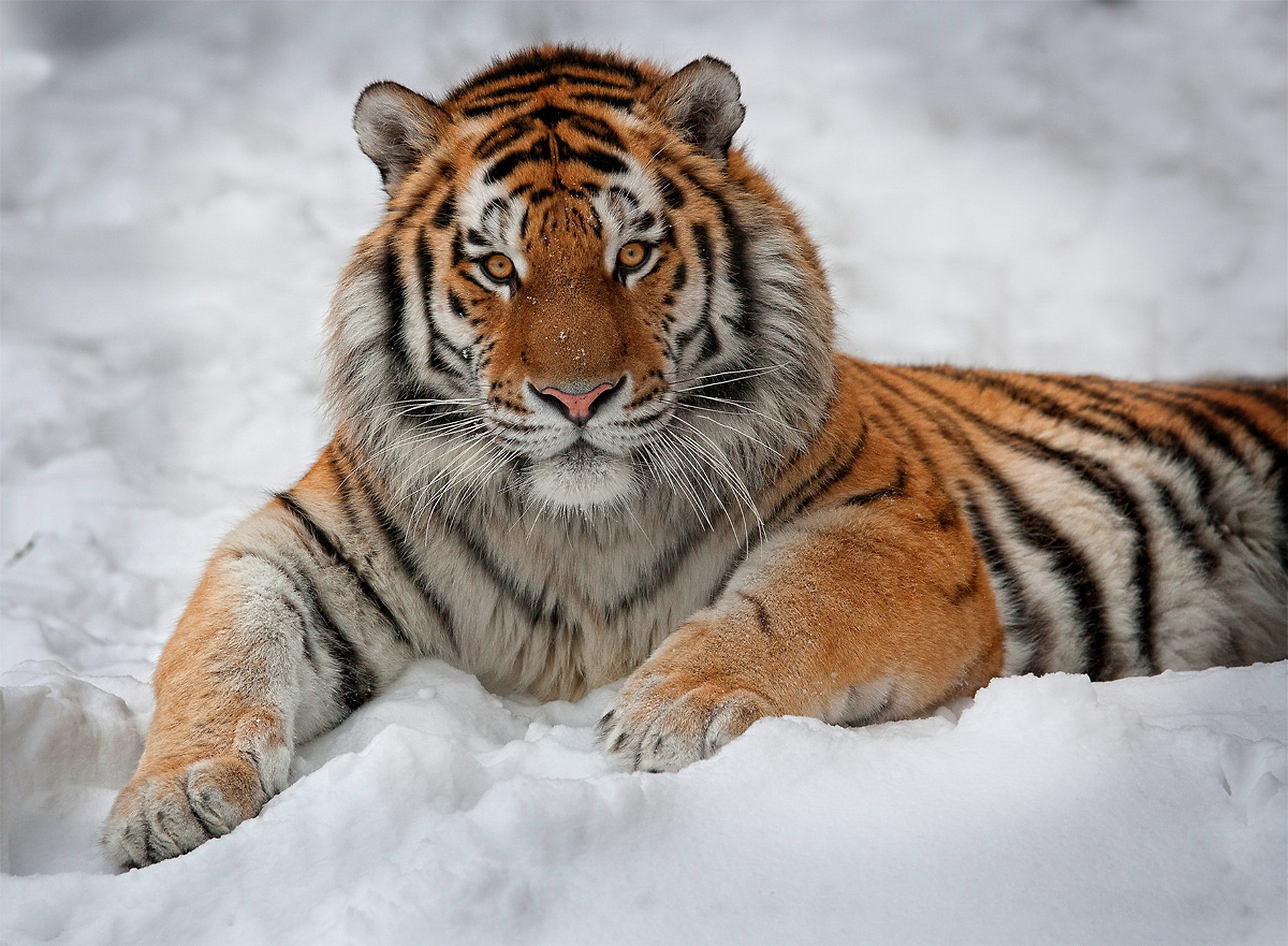 Wild Tigers wallpapers