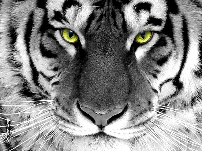 Download Tiger Eyes Wild Animal Picture And Layout Wallpaper