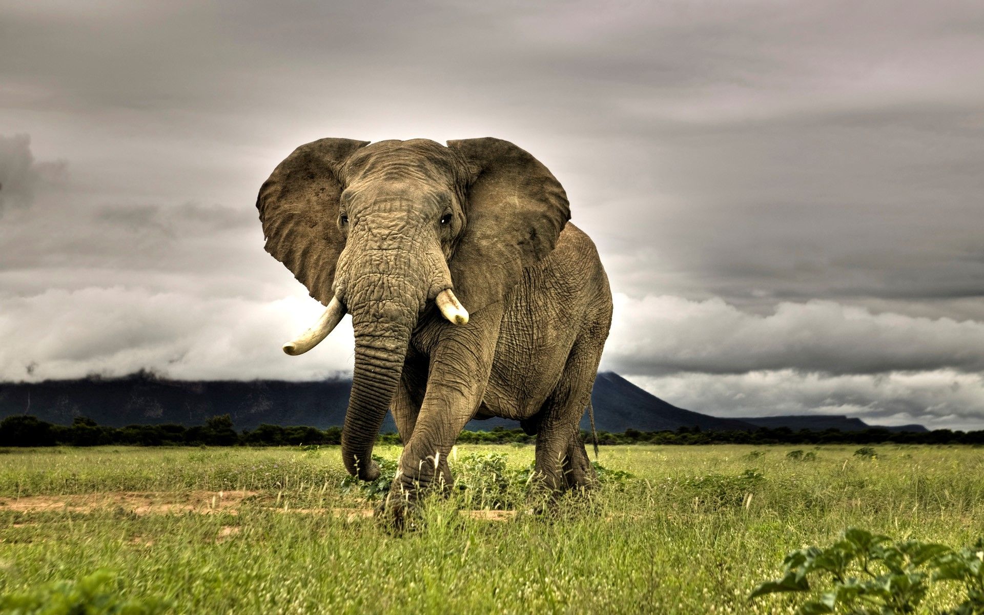Elephant Wallpapers Free Download Latest HD Animals Desktop Images