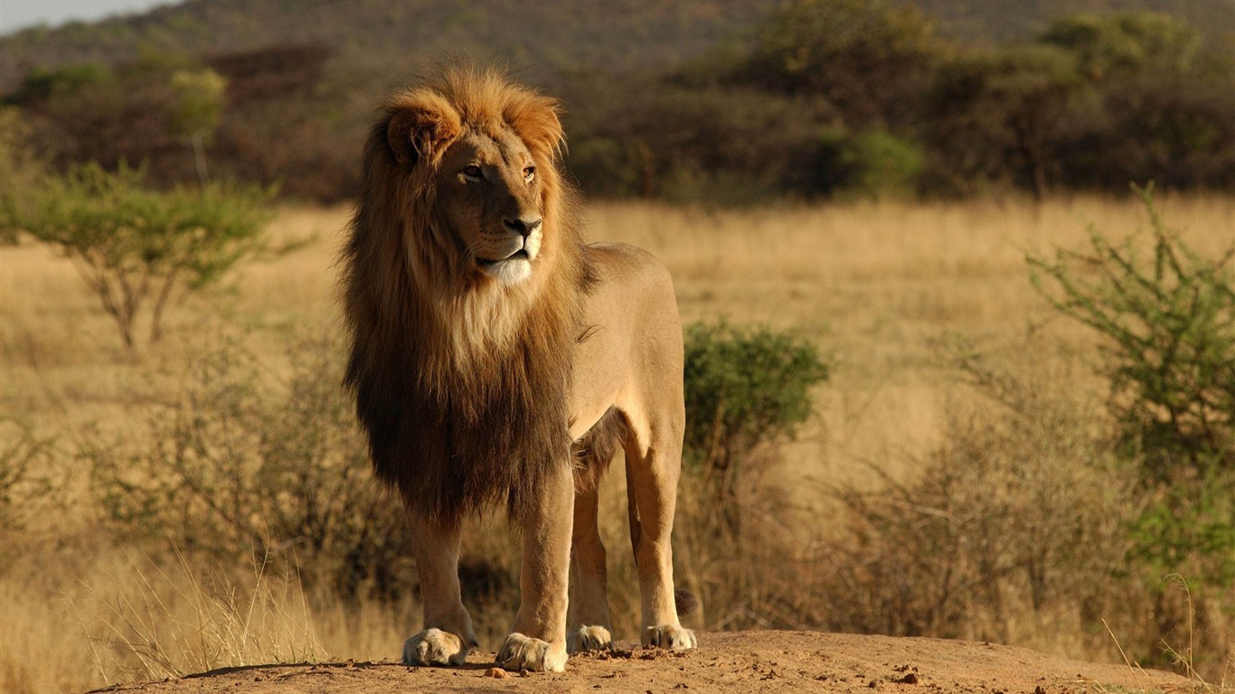 Male lion Wild Animal HD Wallpapers - 1366x768 wallpaper download