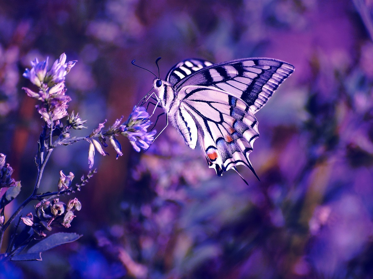 Beautiful butterfly wild animals photo wallpaper - 1200x900