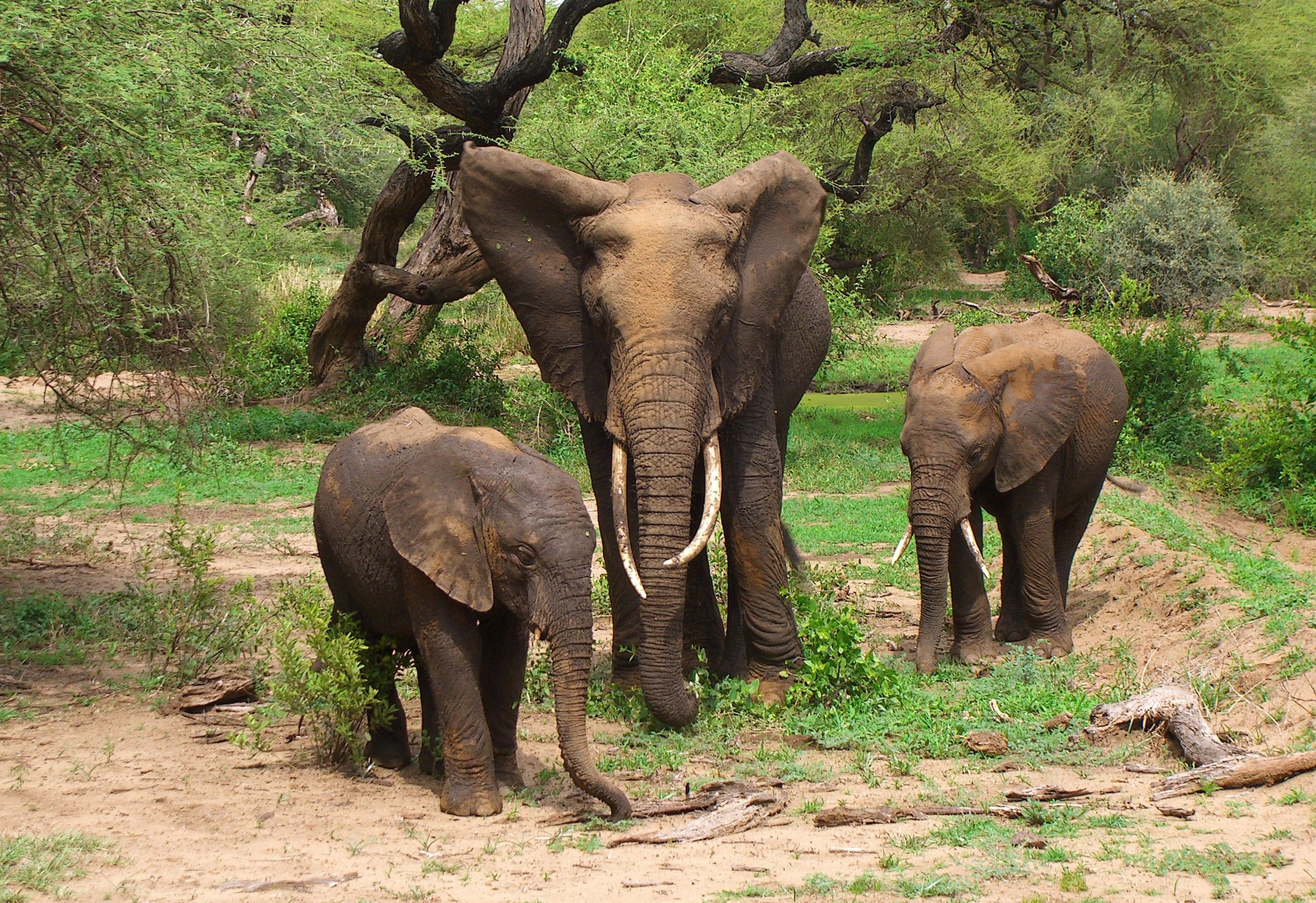 Муссонные леса животный мир. Слоны в джунглях. Африканские Лесные слоны. Слоны в тропиках. Африканский Лесной слон.