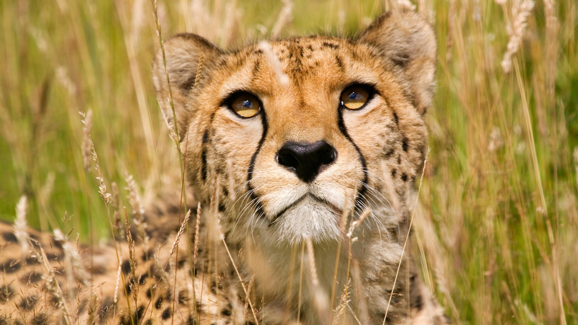 Africa Wildlife Wallpapers Desktop Backgrounds
