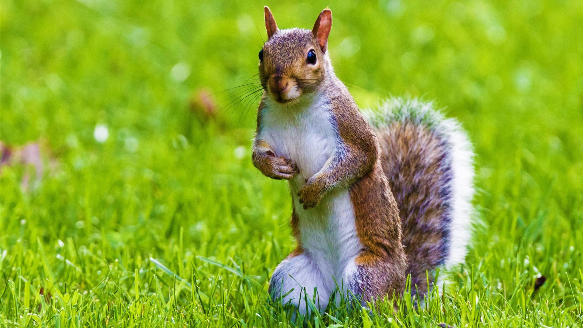 Cute Squirrel Wild Animal Desktop Wallpaper 1920x1080. Cute Animal