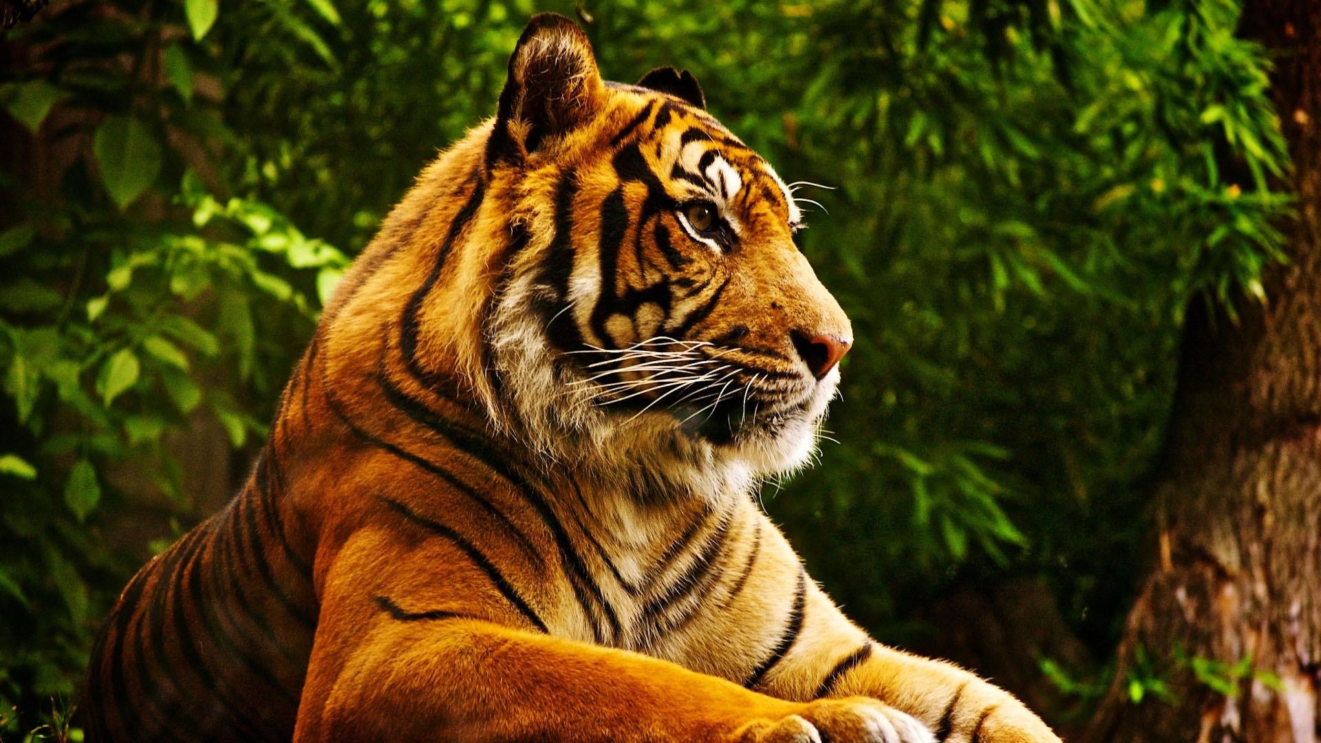 Forest Tiger Desktop HD Wallpaper - DreamLoveBackgrounds