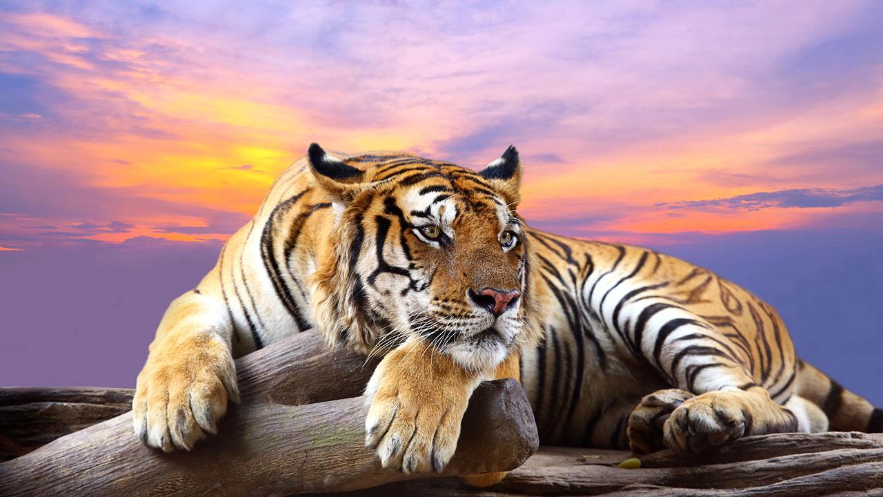 Wild animals Live Wallpaper - Android Apps on Google Play