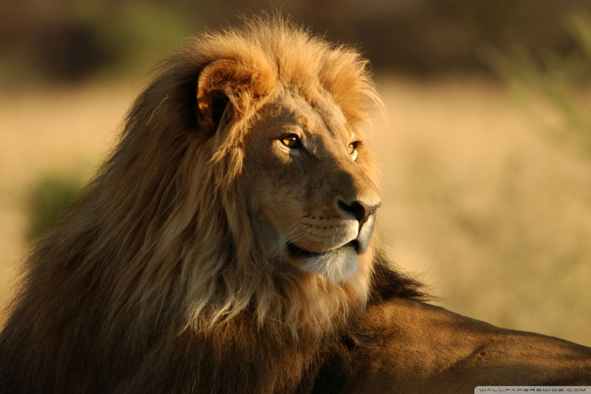 Lion In The Wild HD desktop wallpaper High Definition
