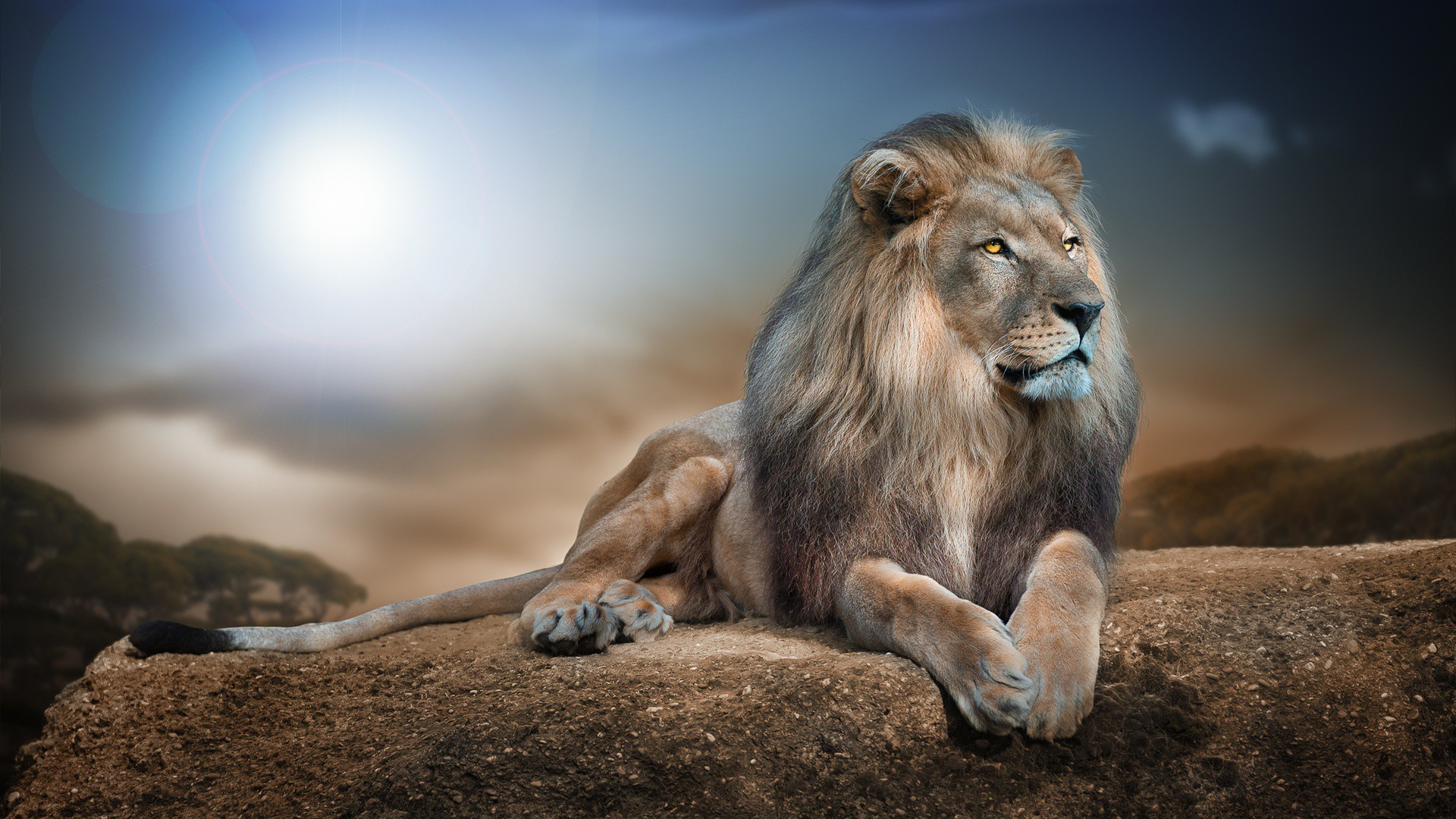 Wild Animal Lion HD Wallpaper View HD