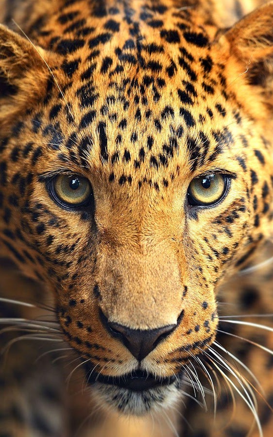 Wild animals Live Wallpaper - Android Apps on Google Play