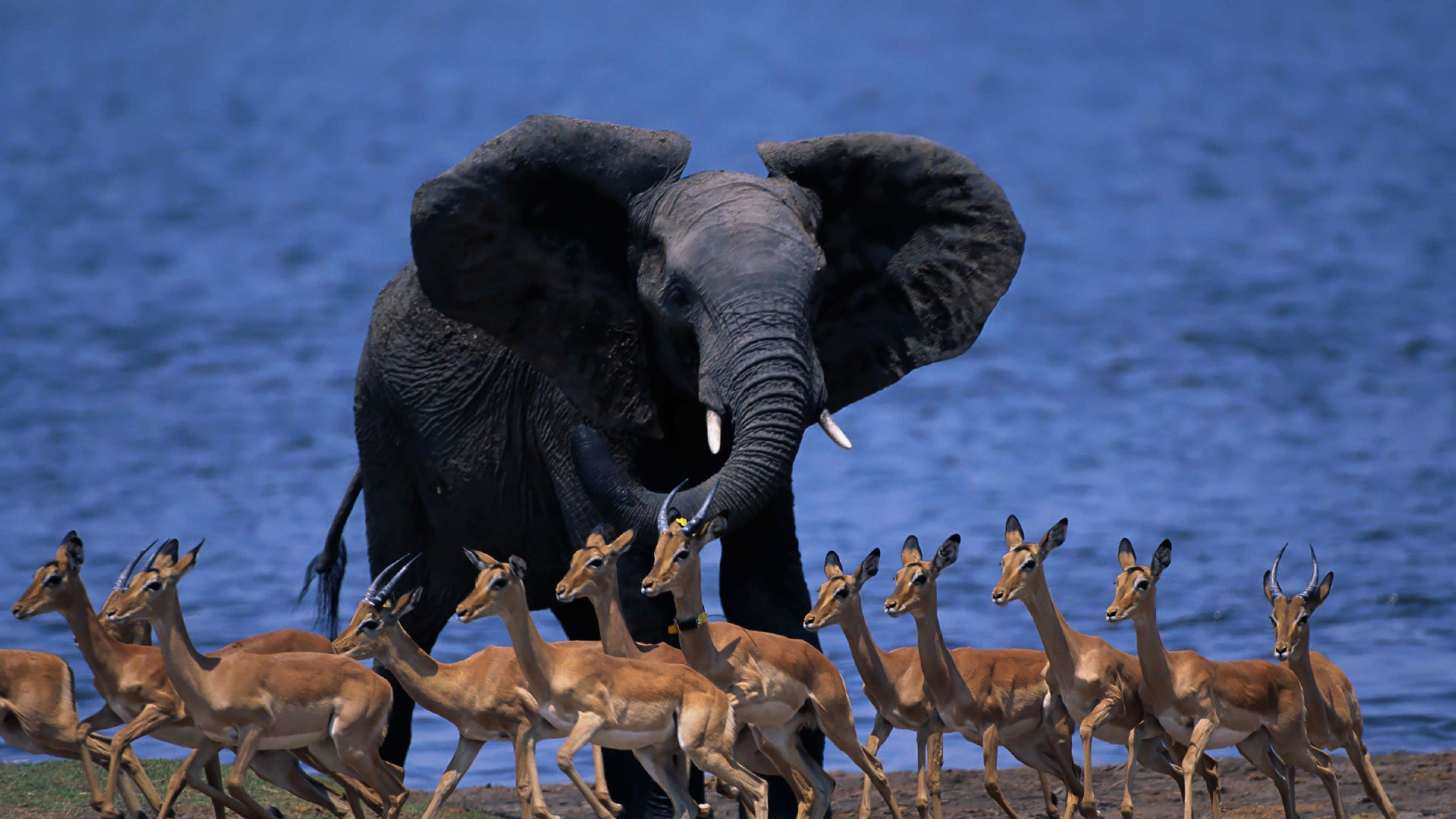 Download Wallpaper 3840x2160 Wildlife africa, Elephant, Duiker