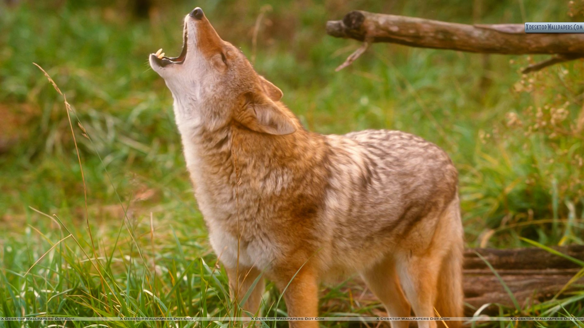 Coyote Animal - 1567568