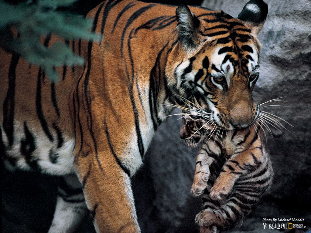 Wildlife National Geographic 100 Best Wildlife Animal Wllpapers