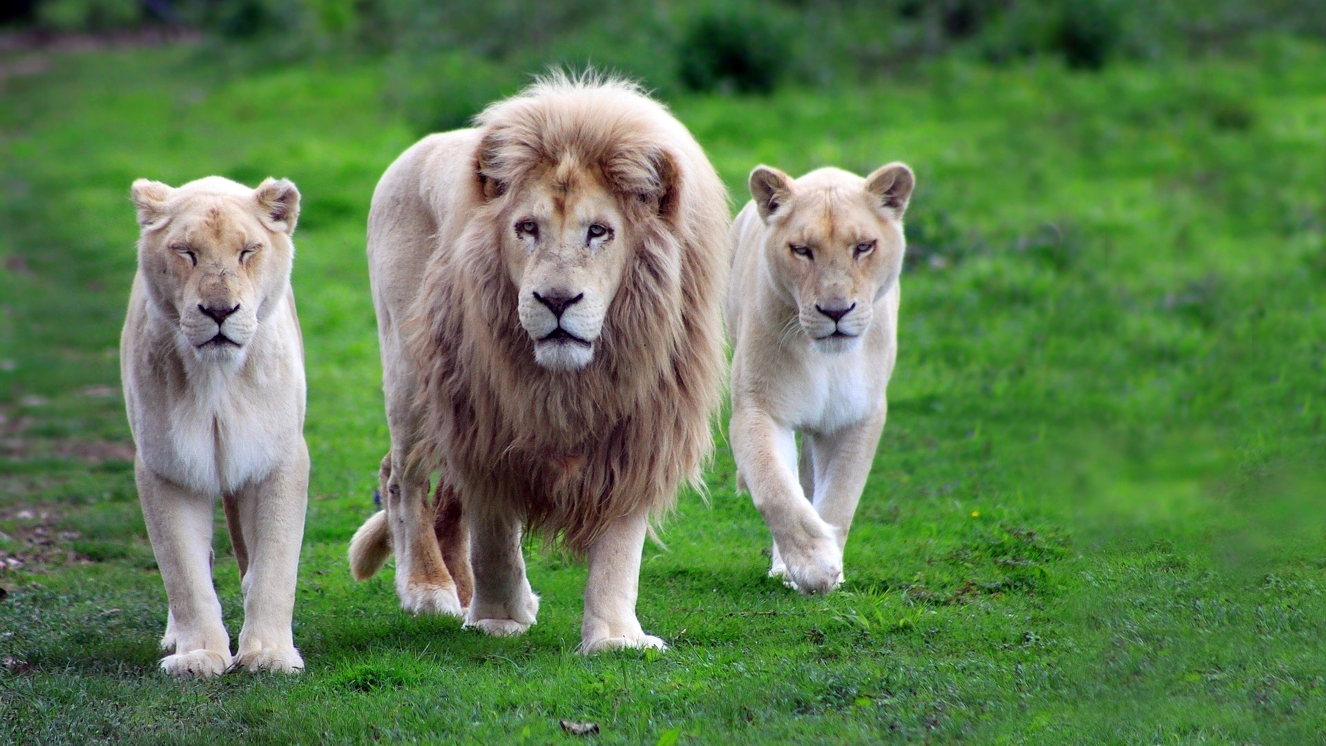 Lion family wildlife photograpy