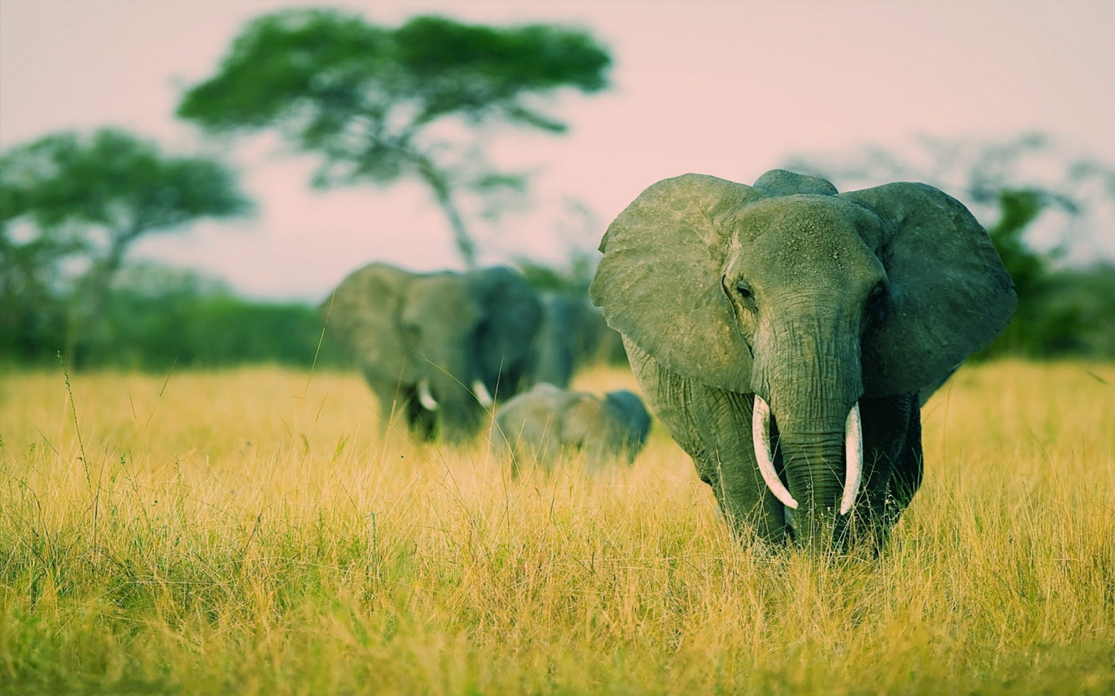 Elephants Windows 7 Savannah Theme Wildlife HD Wallpaper HD