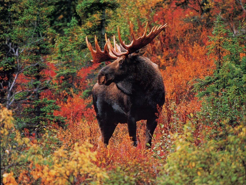 Moose in Fall colors. Free animal and wildlife computer desktop