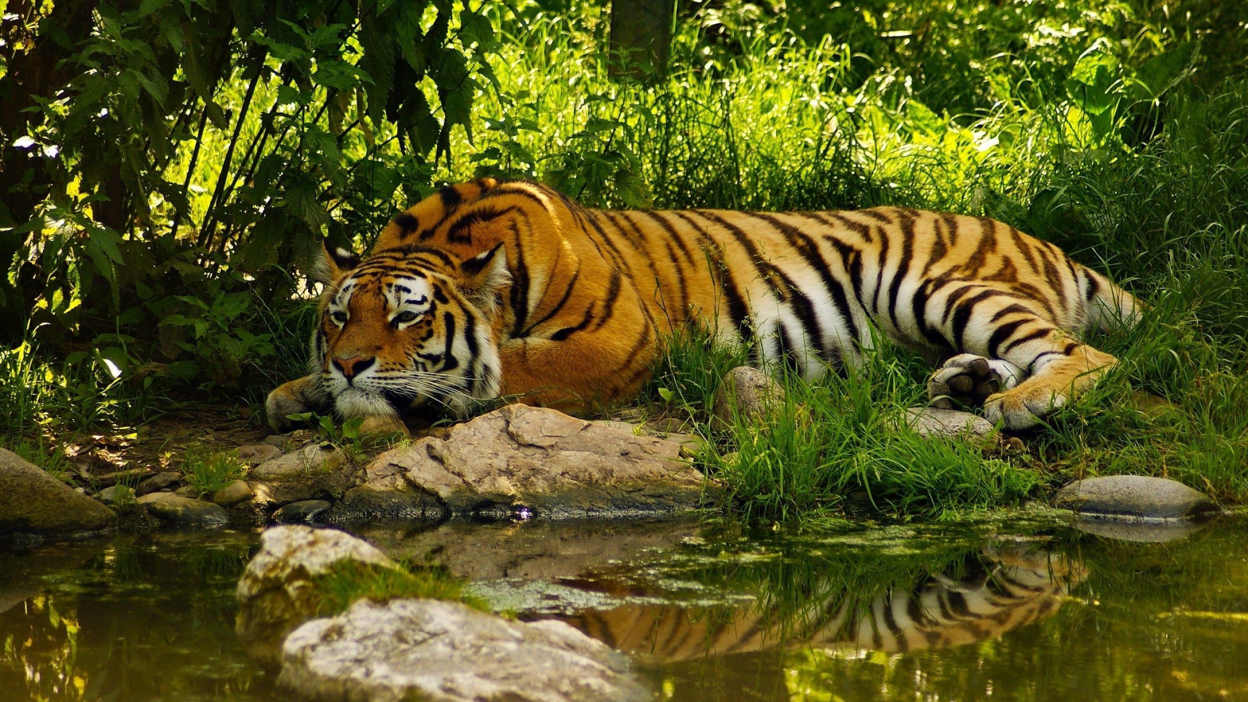 Wallpaper tiger, rest, stones, river, animal, wildlife, feline