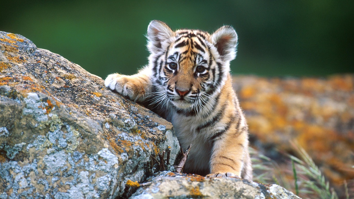 Wild Life HD Backgrounds