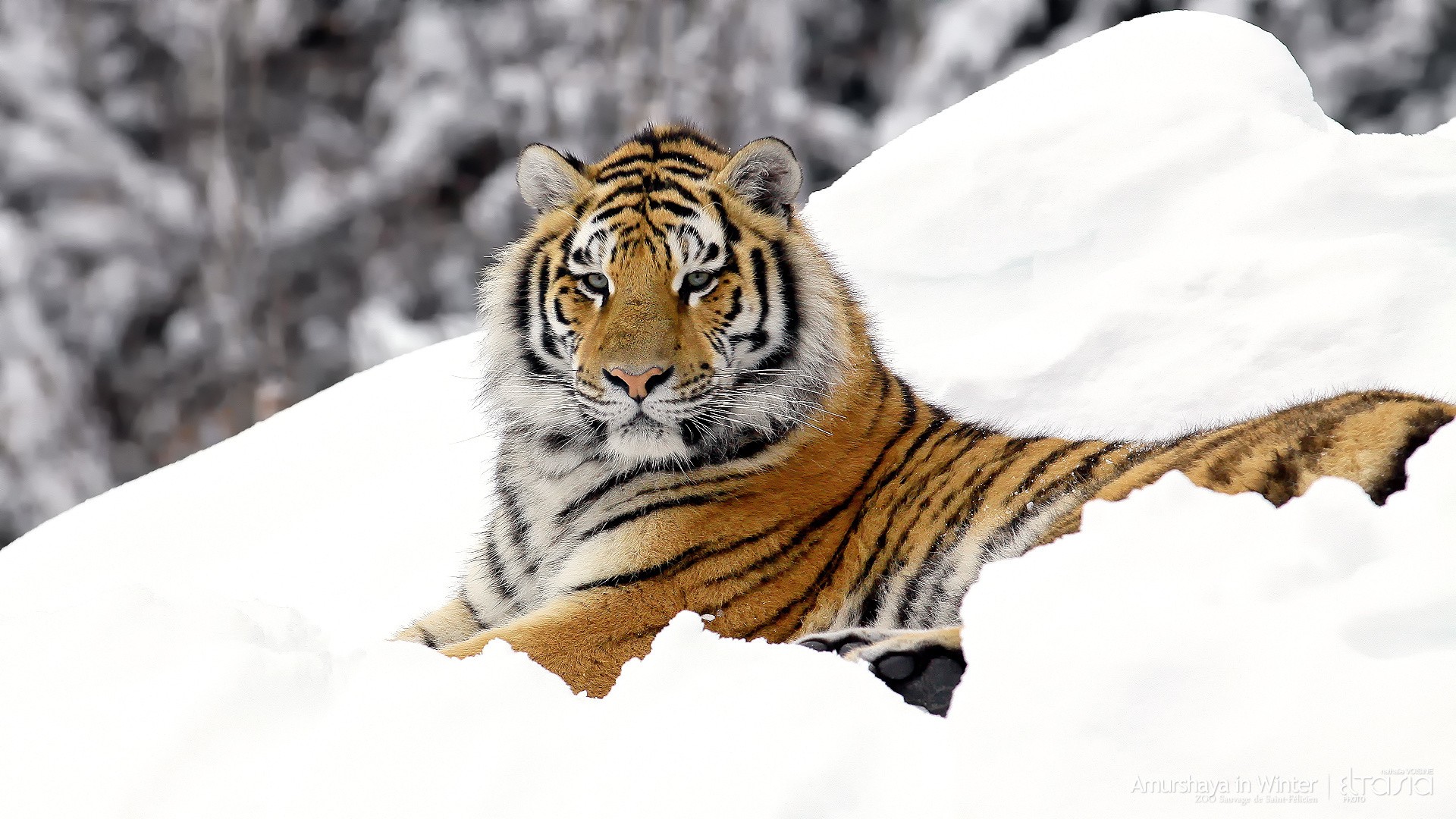 Animals Tigers Wildlife Desktop and mobile wallpaper Wallippo
