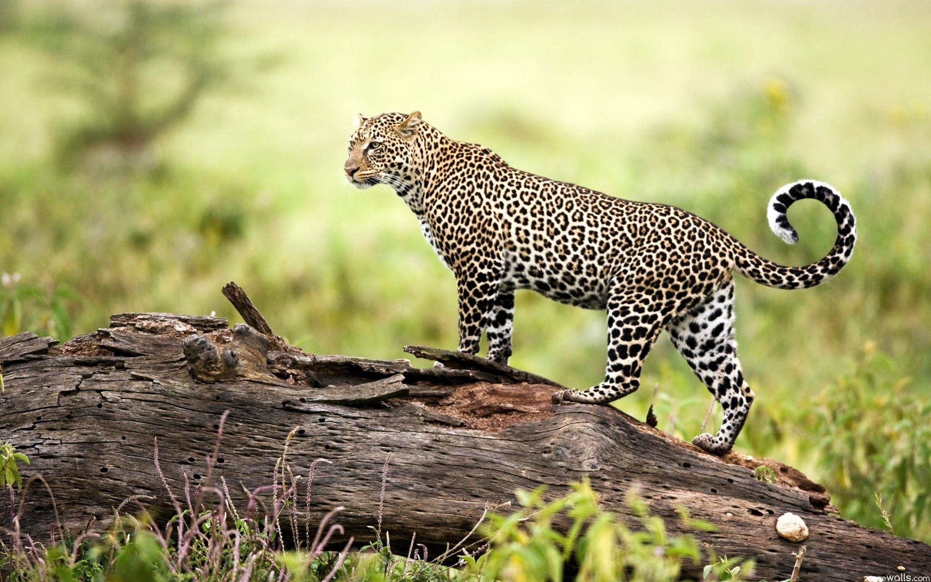 Leopard Wildlife Wallpapers HD Backgrounds