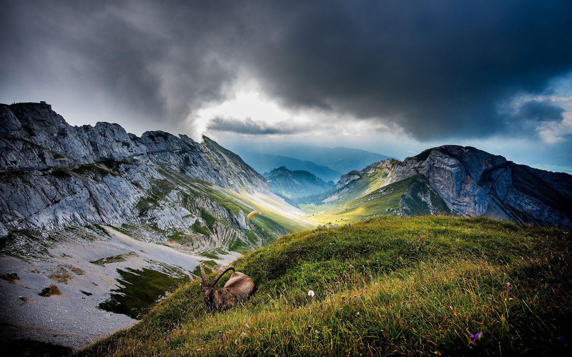 Mountain wildlife, grass, wild goat, sky, cloud, photography