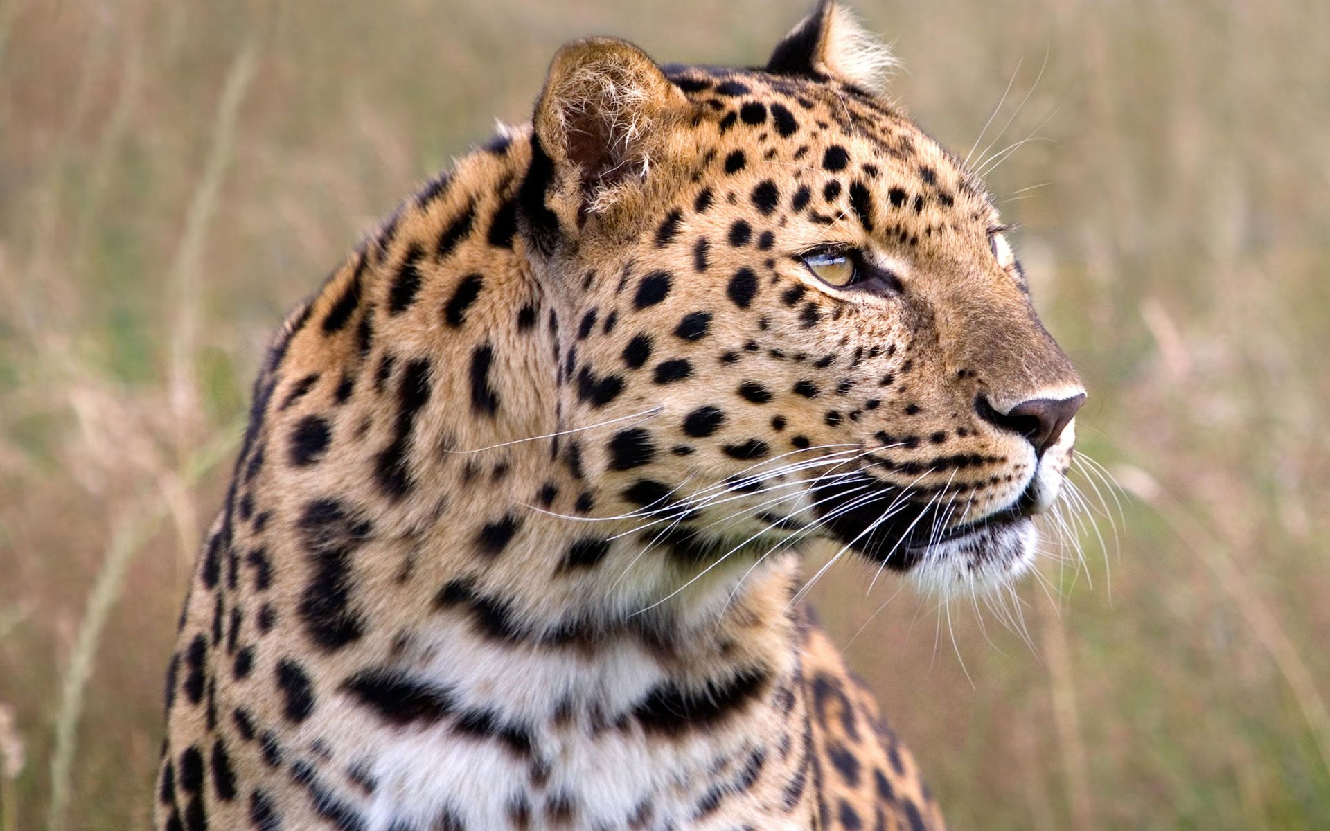 Male Amur Leopard Wildlife Heritage UK Wallpapers HD Backgrounds