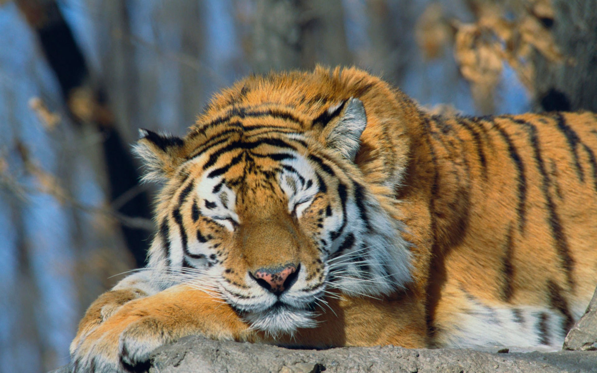 Siberian Tiger - 1363540