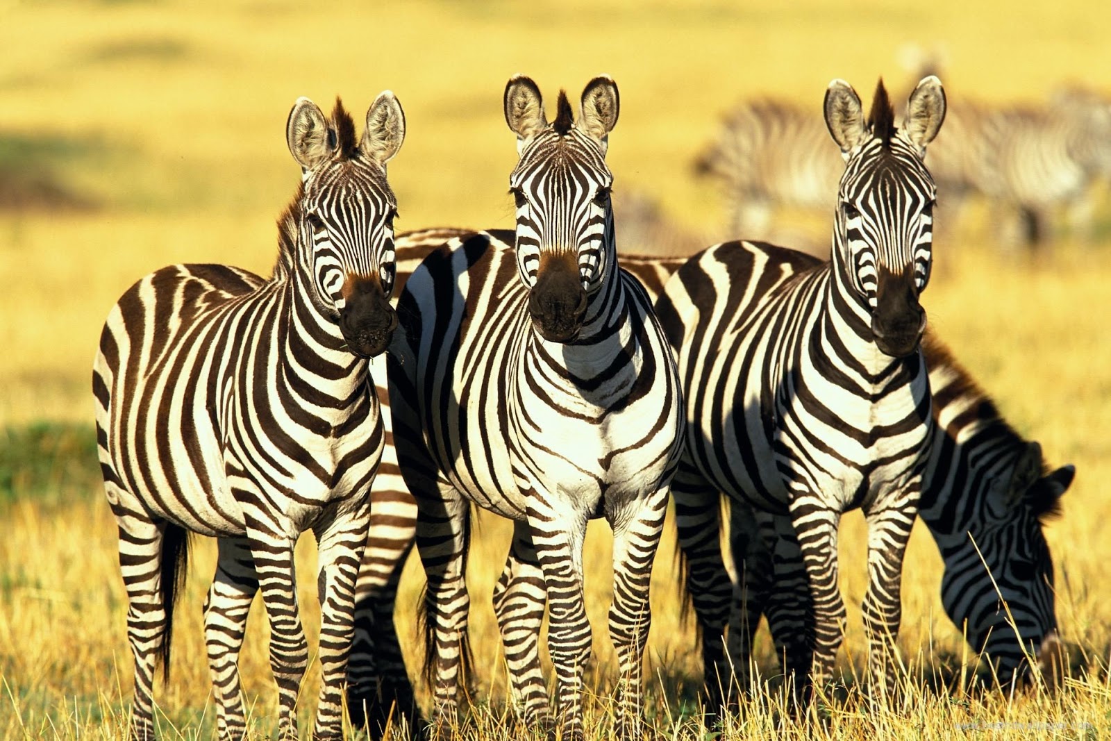 Wildlife of the World Zebra HD Backgrounds