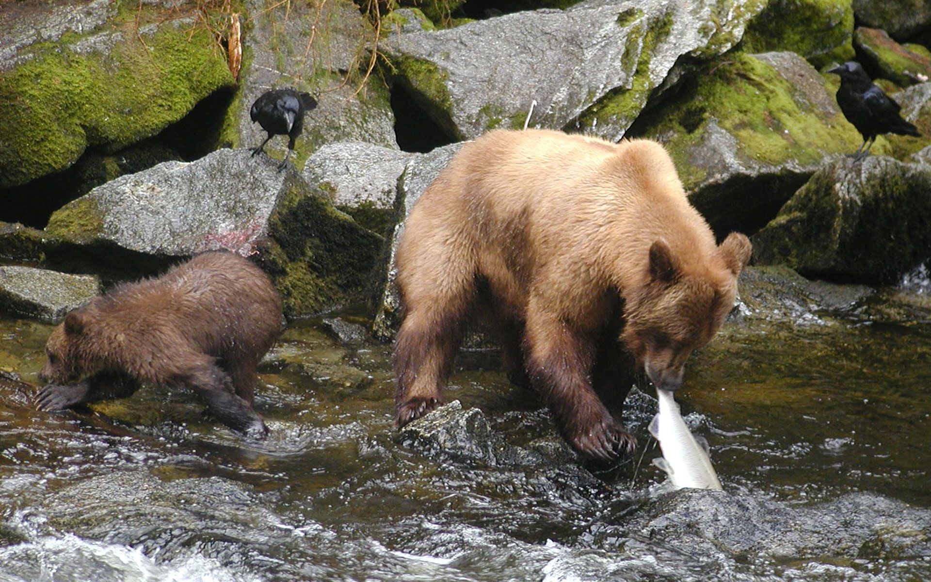 Bear with baby bear