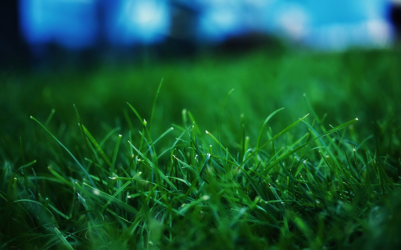 Green grass and dew 8 Plant Wallpapers - Free download