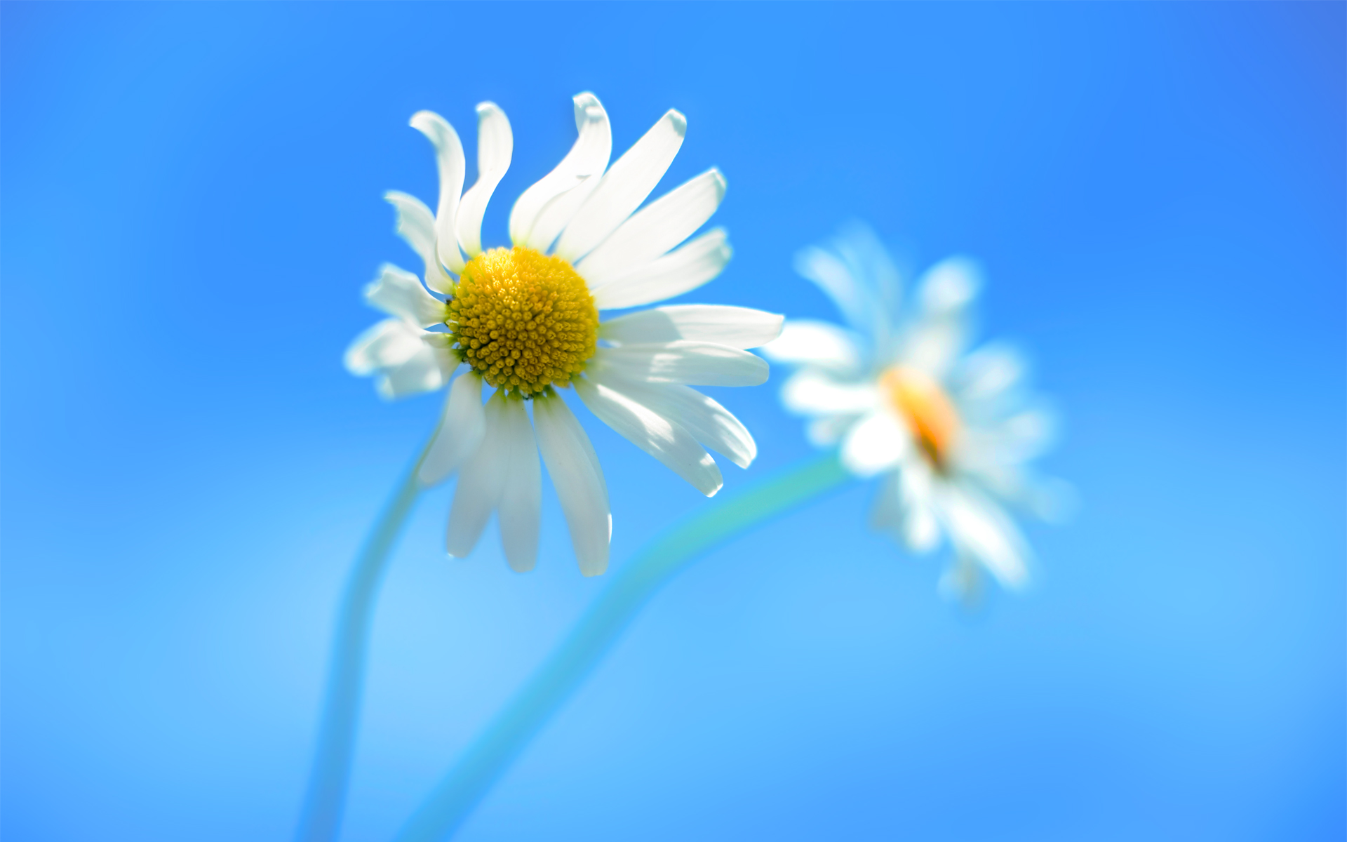 Windows 8 Daisy Flowers Wallpaper