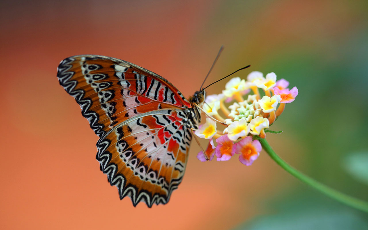 HD wallpaper Butterflies － Animal Wallpapers - Free download ...