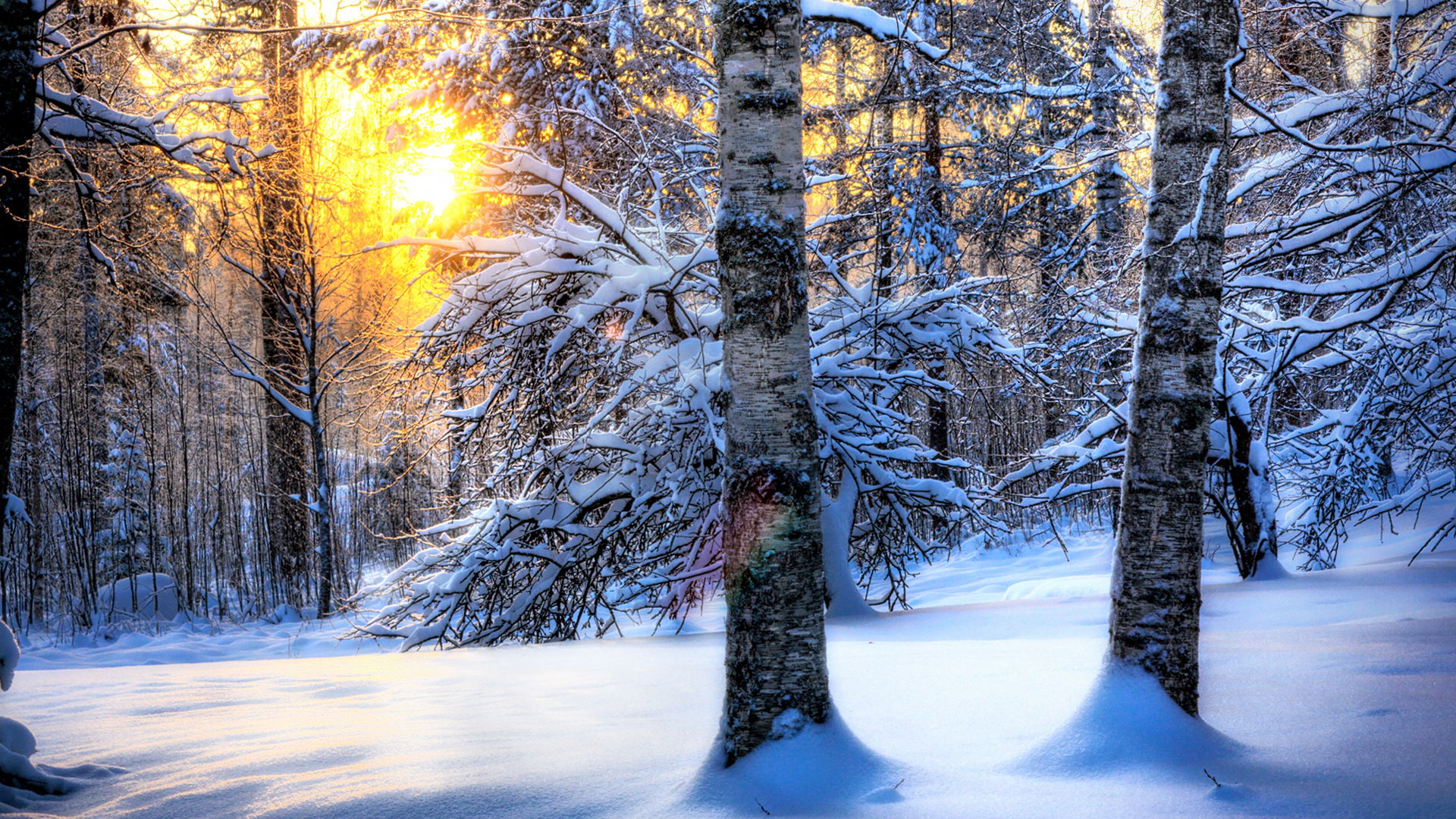 Winter Forest Desktop Wallpapers - HD Wallpapers Backgrounds of