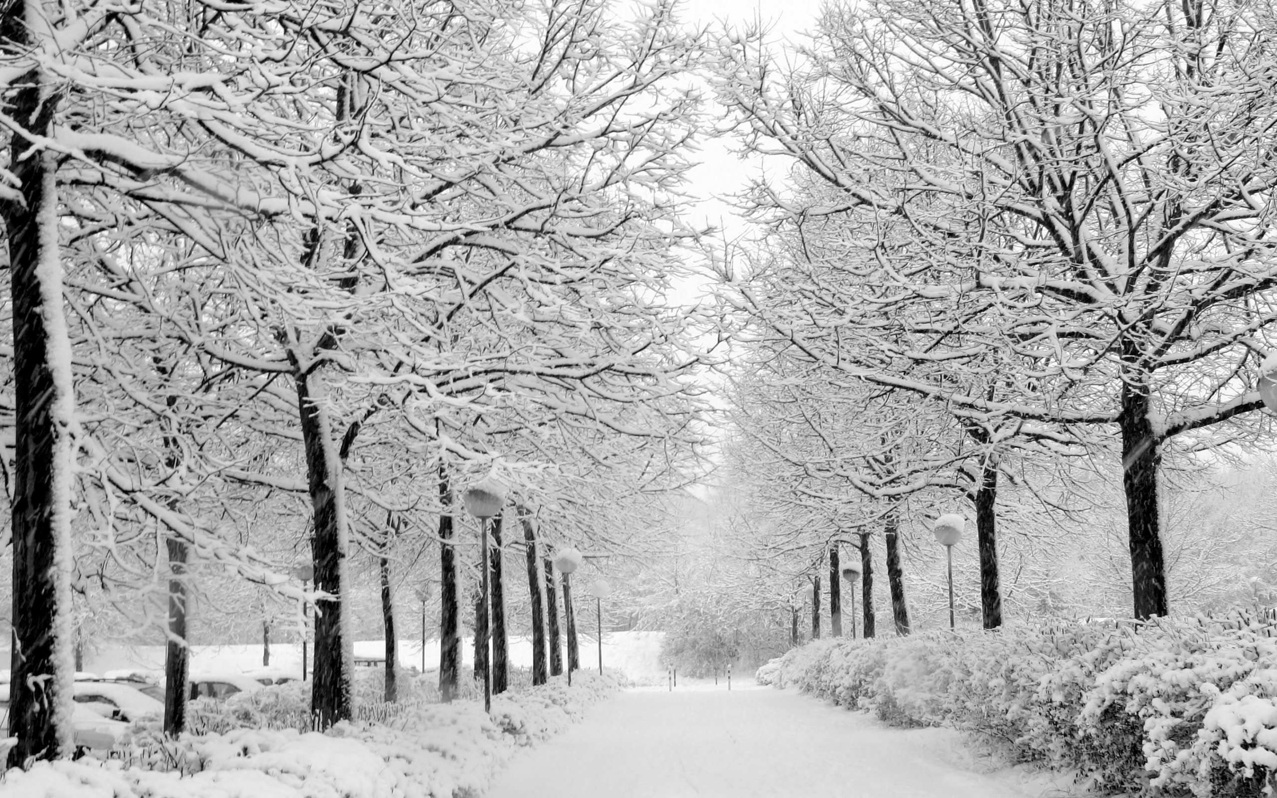 FreePhotoz Daily Wallpapers & Backgrounds - Trees In Winter