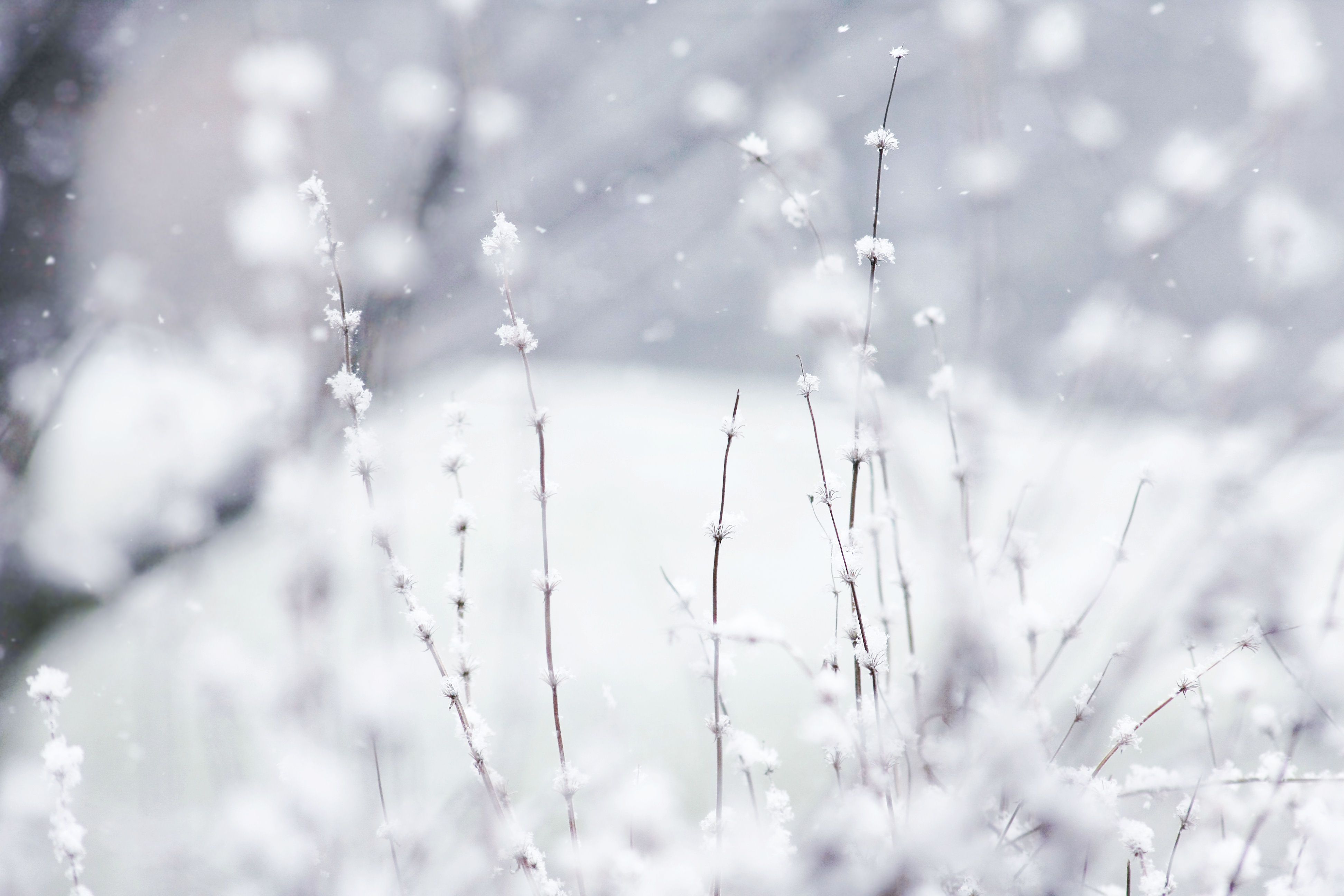 Winter Snow Backgrounds Wallpapers, Backgrounds, Images, Art Photos