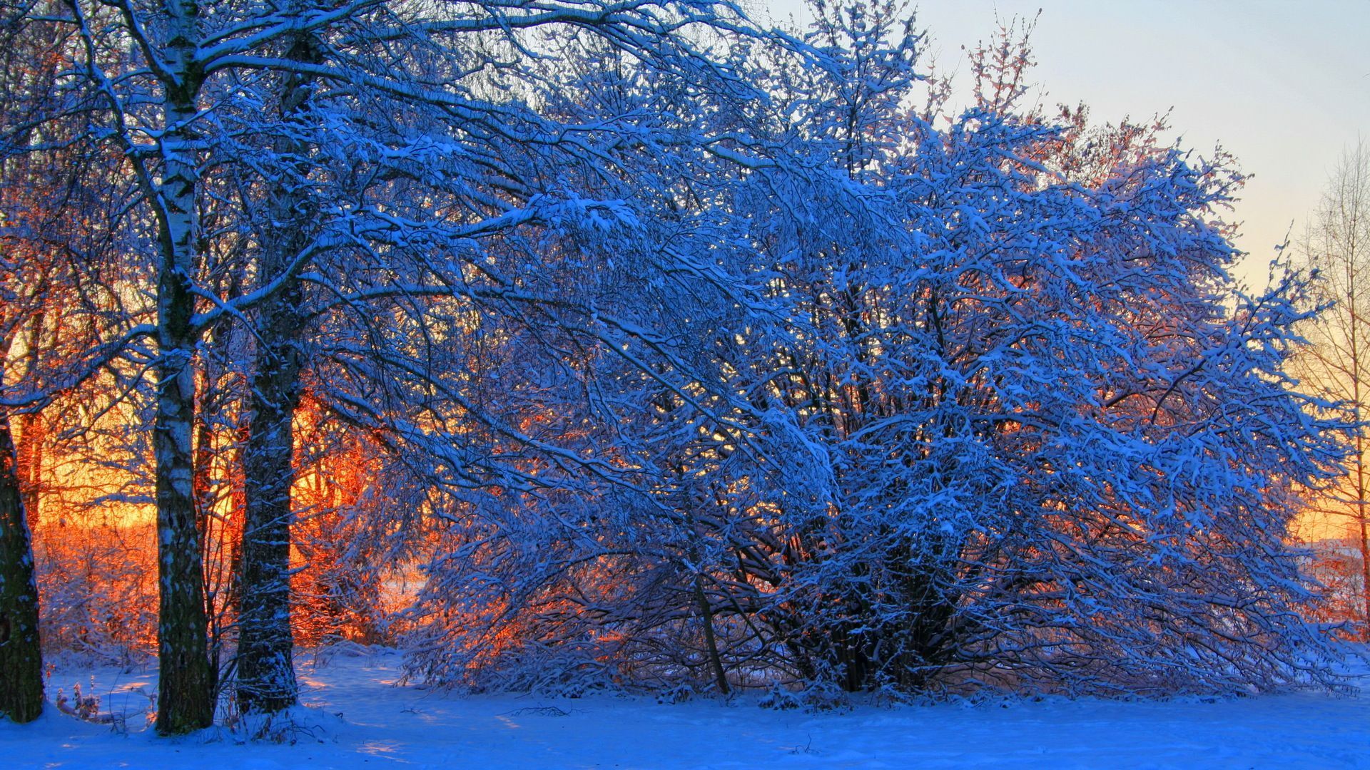 Orange sunrise behind blue forest in winter hd desktop wallpapers