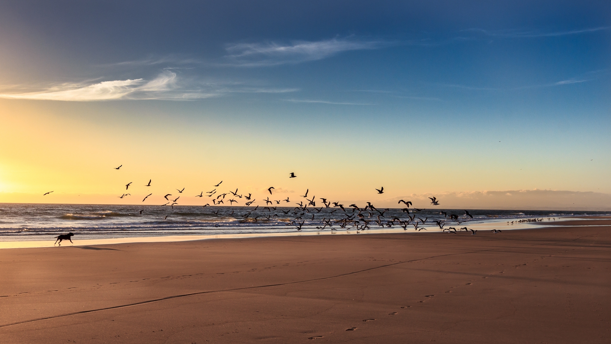 Landscape, sea, winter, beach, seagulls, black dog, picture