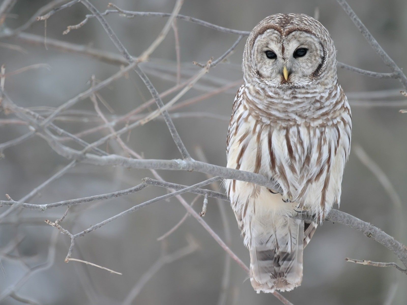 Download Exclusive Winter Birds Owls Desktop Wallpaper Full HD
