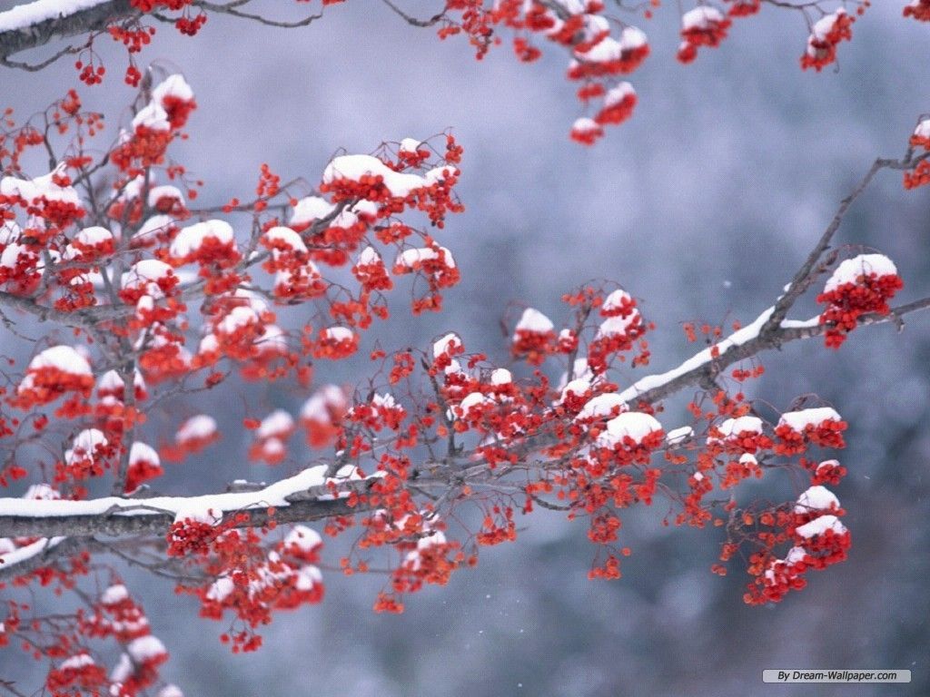Free Wallpaper - Free Nature wallpaper - Season Winter wallpaper