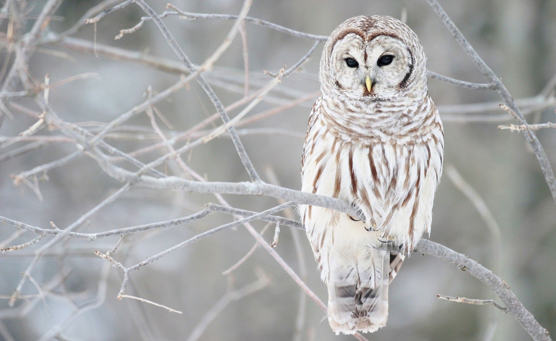 White Owl Winter Raptor Feathers Tree Bird Animal Season Birds