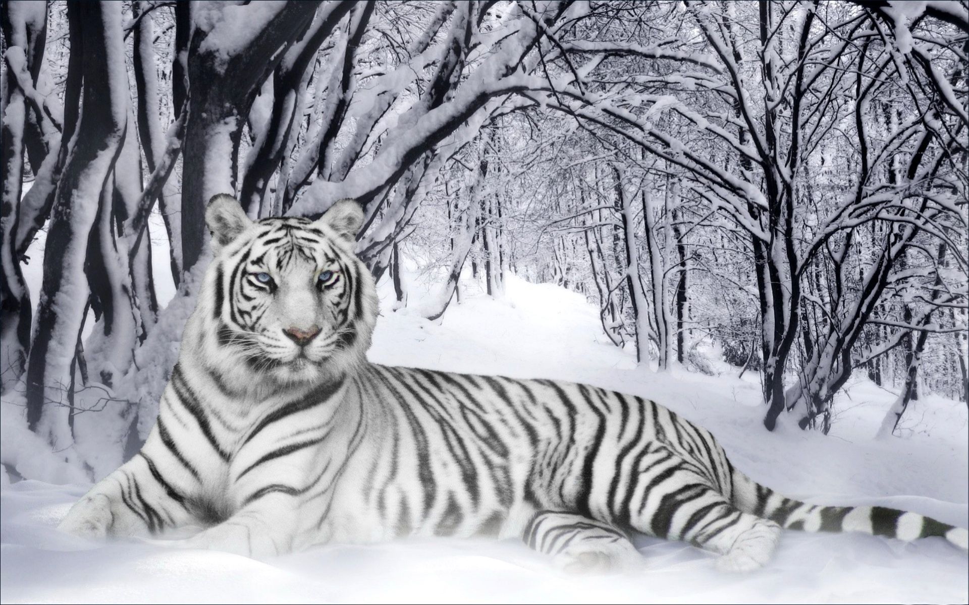 White Tiger in the Winter Wallpaper Wide Photos - Ehiyo.com