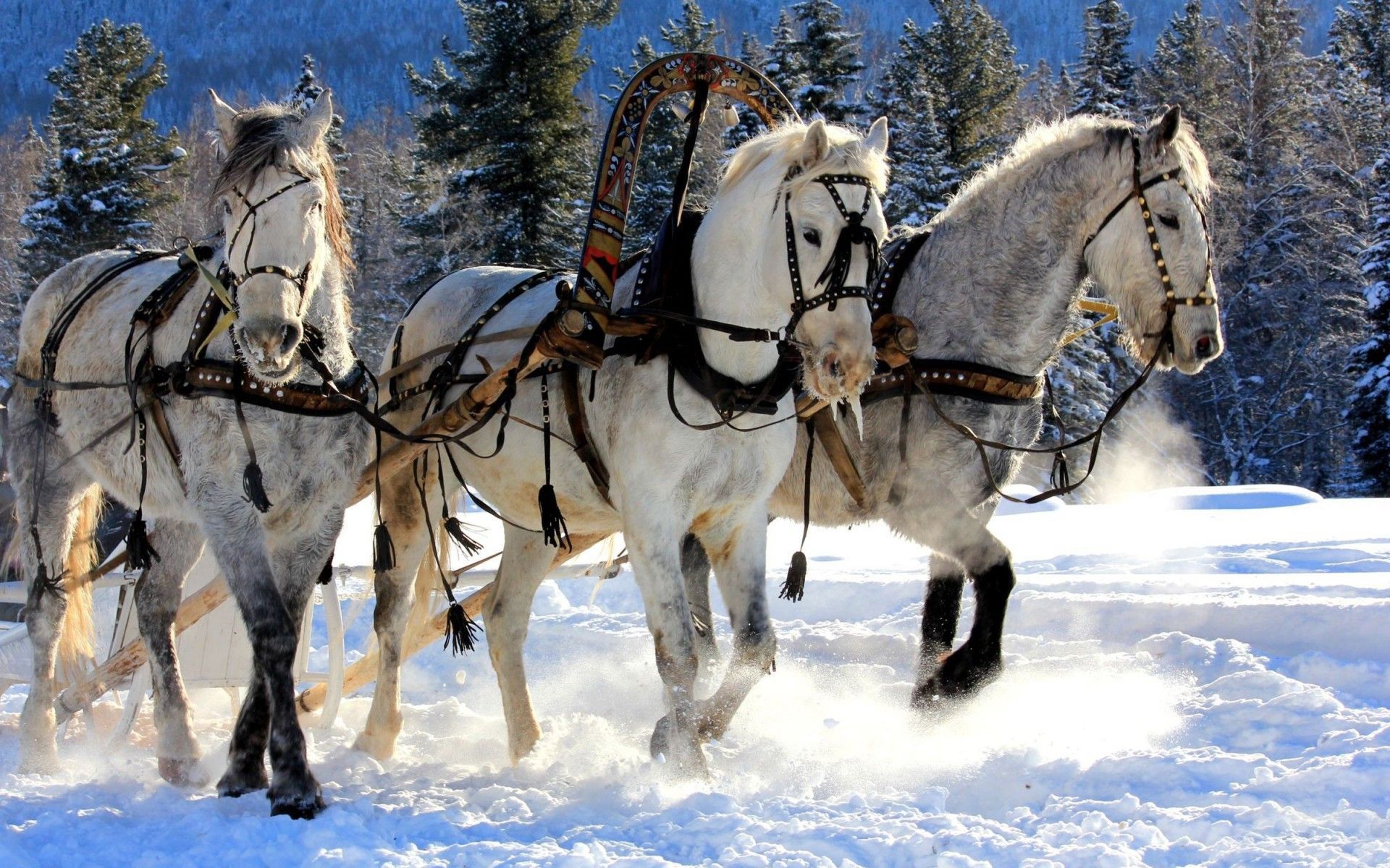 Winter Horse Carriage Desktop Wallpaper - 1635079