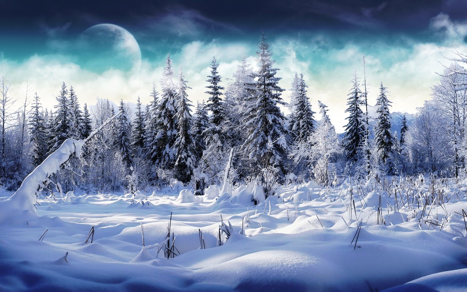 Amazing Winter On The Forest Wallpaper Desktop Wallpaper