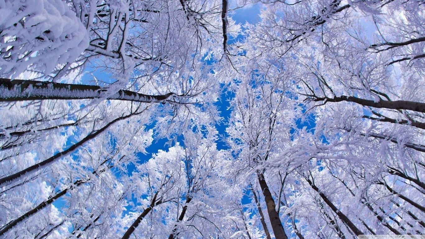 Looking Up Through Trees, Winter HD desktop wallpaper High resolution