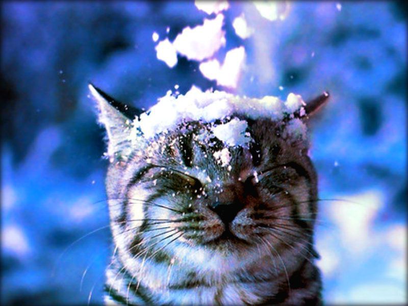 Winter cats - Winter Wallpaper 32551510 - Fanpop