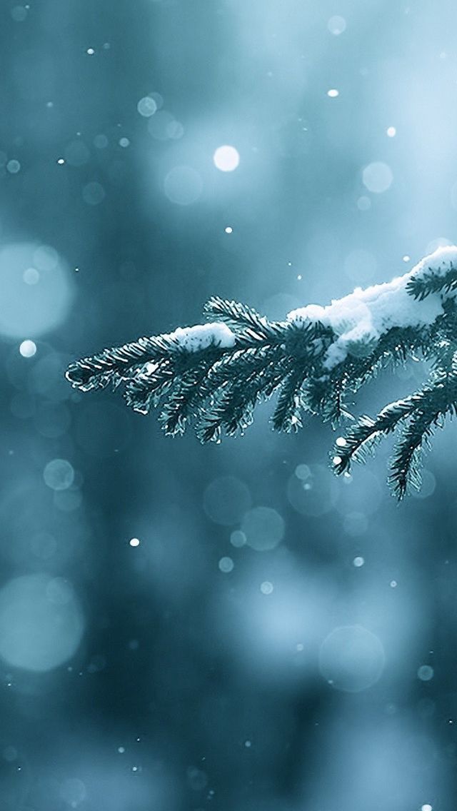 Winter Season Snow Trees Lens Flare iPhone 5s Wallpaper Download