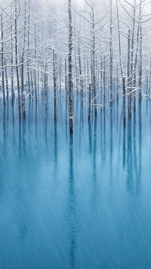 Winter Snow Trees iPhone 5 Wallpaper 640x1136